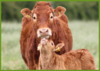 Coping with the pressures of farming