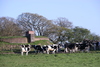 Farm livestock