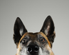 STOCK dog ears listening noise