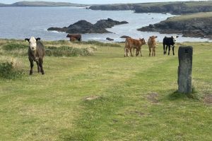 The herd of cows near the South West Coast Path at Park Head